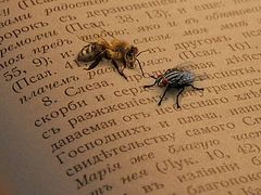 Слово для мух и слово для пчел
