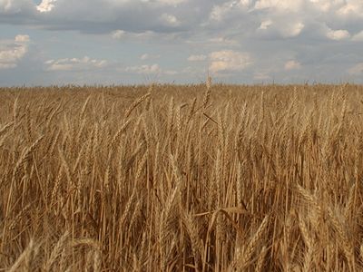 Урожай внимательного сердца