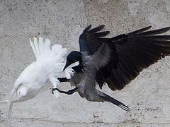 Ill omen? Pope’s doves of peace for Ukraine attacked by angry birds