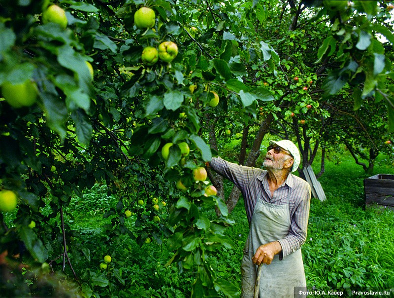 Николай Смирнов в яблоневом саду