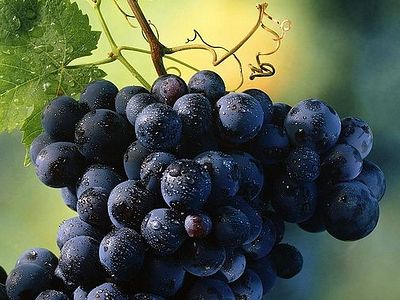 Проклятый виноградник Патаридзе