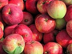 2 metric tons of blessed apples were distributed to St. Petersburg residents on the feast of Transfiguration