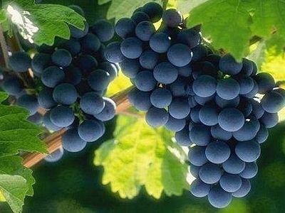 Виноградник Христов