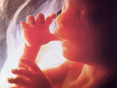 Духовное усыновление нерожденного ребенка - Католическая Церковь Кузбасса