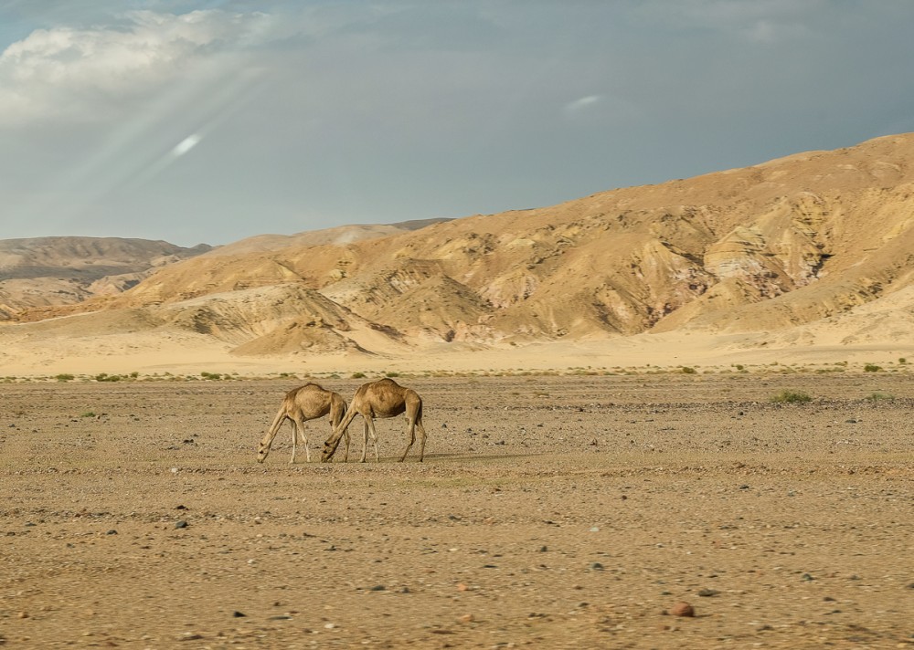 The desert’s “ships”, that is, camels