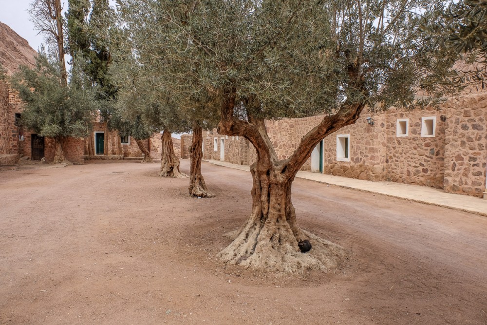 Olive trees – the monastery’s wealth
