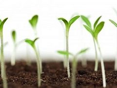 The Buried Seed