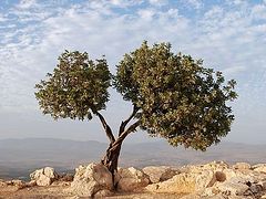 The New Israel, New Jerusalem