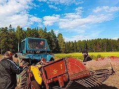 Valaam monks gather first grain harvest in seventy-seven years