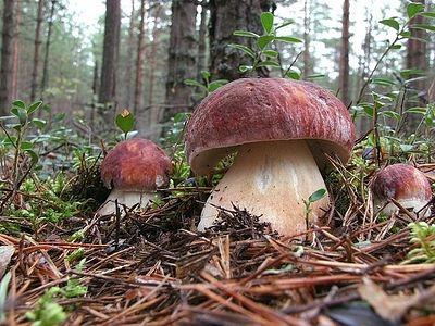 Подарок от преподобного Серафима на дни Успенского поста