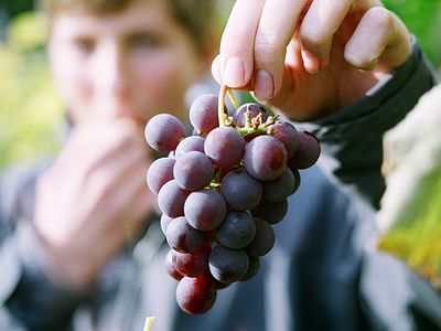 «Отцы ели кислый виноград…»