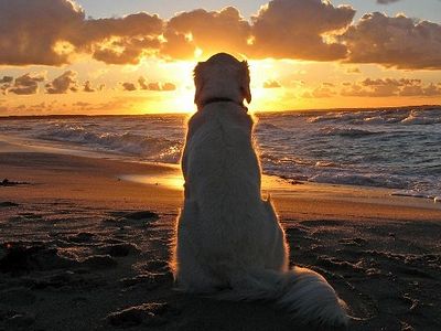 Верность против лицемерия