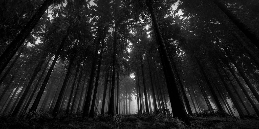 Тропинка из черного леса / Православие.Ru