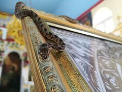 Snakes of the Panagia appear again in Kefalonia