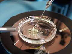 Немного об «избыточных эмбриончиках»