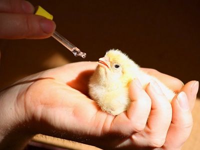 О воле Божией и заблуждениях человеческих