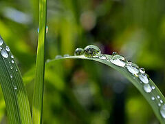 Drops of Spiritual Dew