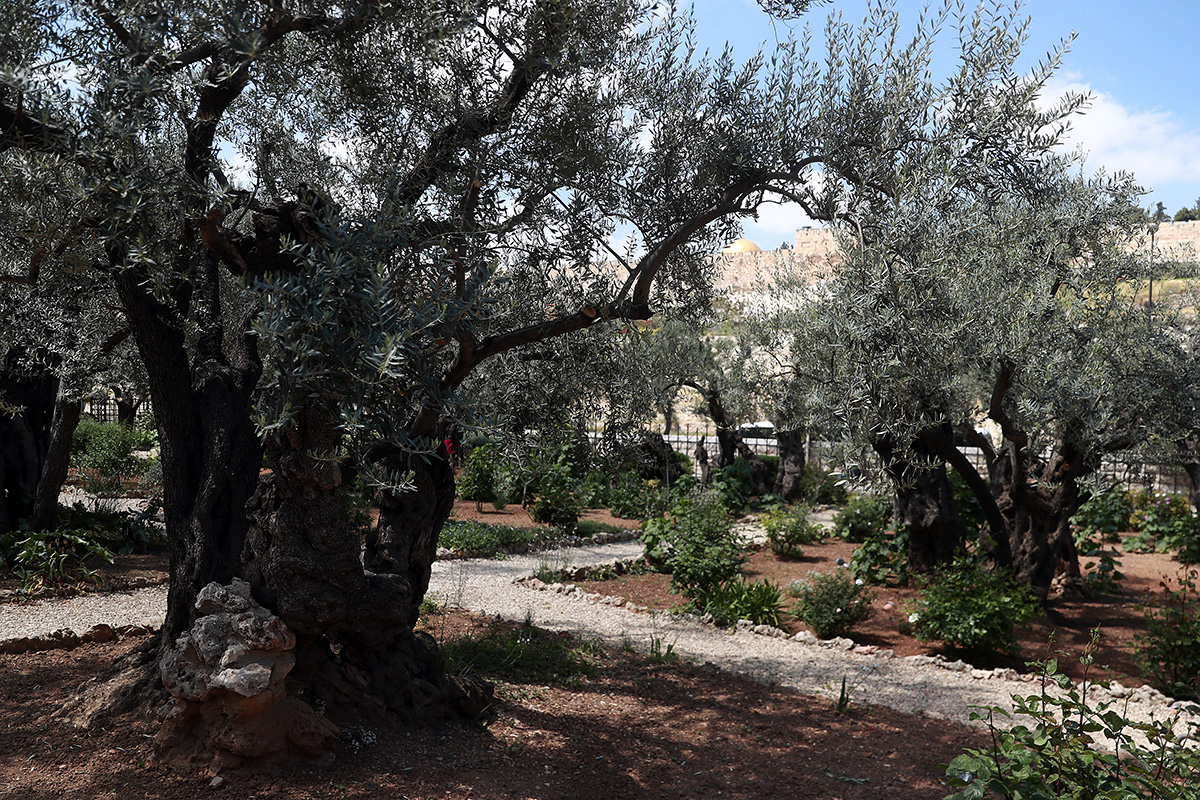 Гефсимания иерусалим. Гефсиманский сад в иерусалиме. Гефсиманский сад слушать. Гефсиманский сад в краснодарском крае. Гефсиманский сад в иерусалиме.