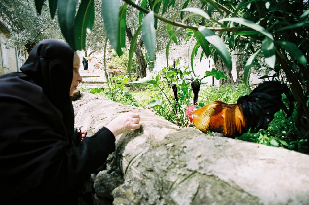 Матушка Георгия и петушок. В монастырском саду