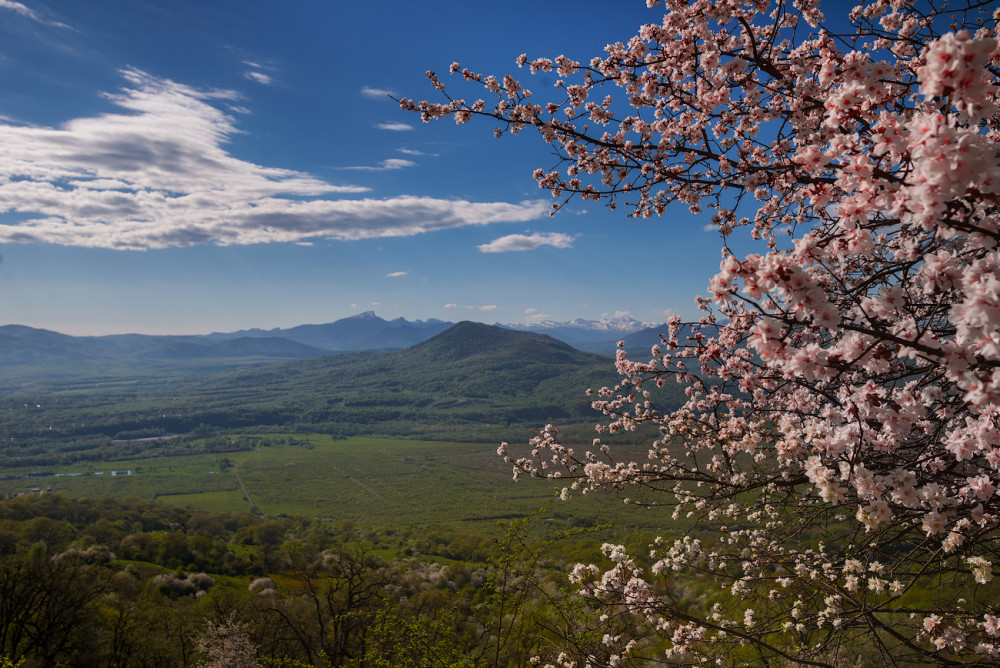 Springtime blossoms in the Caucasus