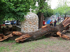 Miraculous “bleeding” tree collapses in Greece