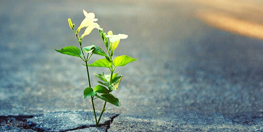 Hoping Against Hope /