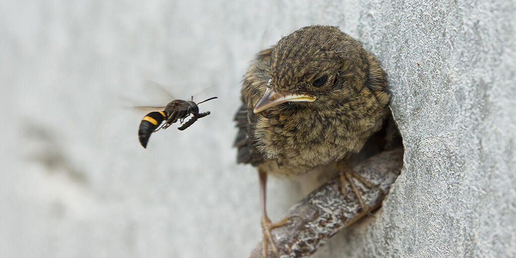 Το τυφλό πουλί, η σφήκα και η πρόνοια του Θεού
