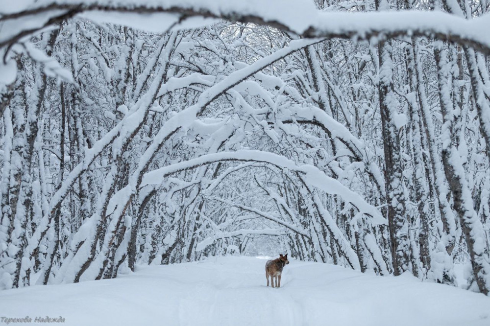 Снежный тоннель из деревьев на любимой дороге на Большую Муксалму и собака Несси, сопровождающая экскурсовода Ольгу Постникову во всех зимних поездках