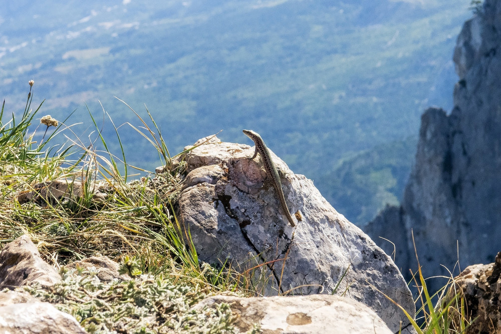 Ящерка любуется живописными видами с горы Ай-Петри