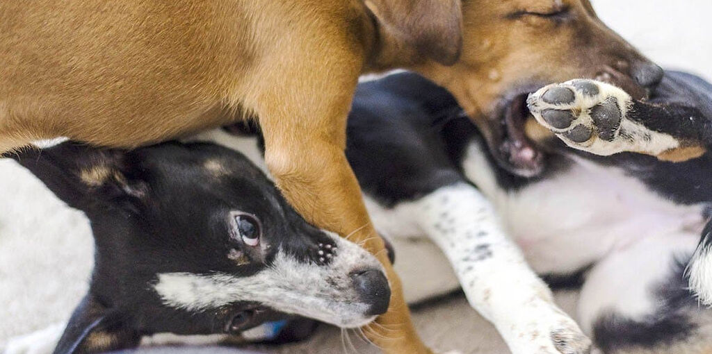 Πώς να μην τρώμε ο ένας τον άλλον με άδειο στομάχι