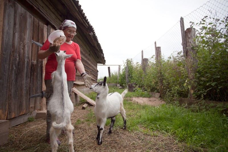 Η πρεσβυτέρα Λαρίσα ταΐζει τις κατσίκες