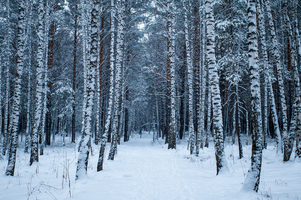 Birches in the winter forest