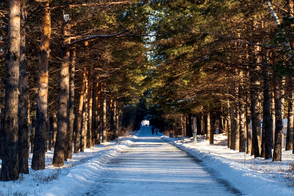 Winter forest