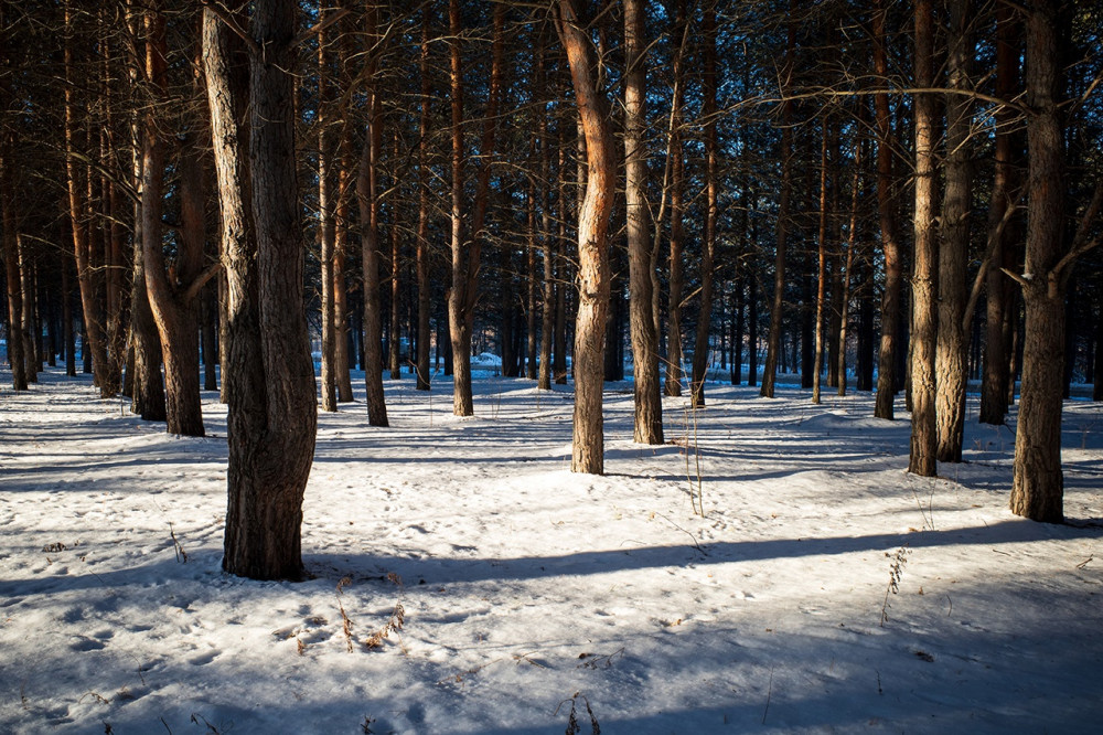 Winter forest