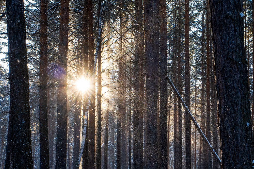 Sun in the winter forest