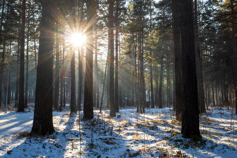 Morning in the forest