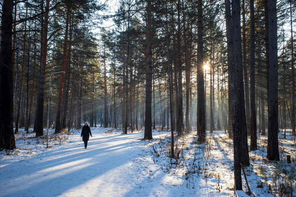 Morning in the forest