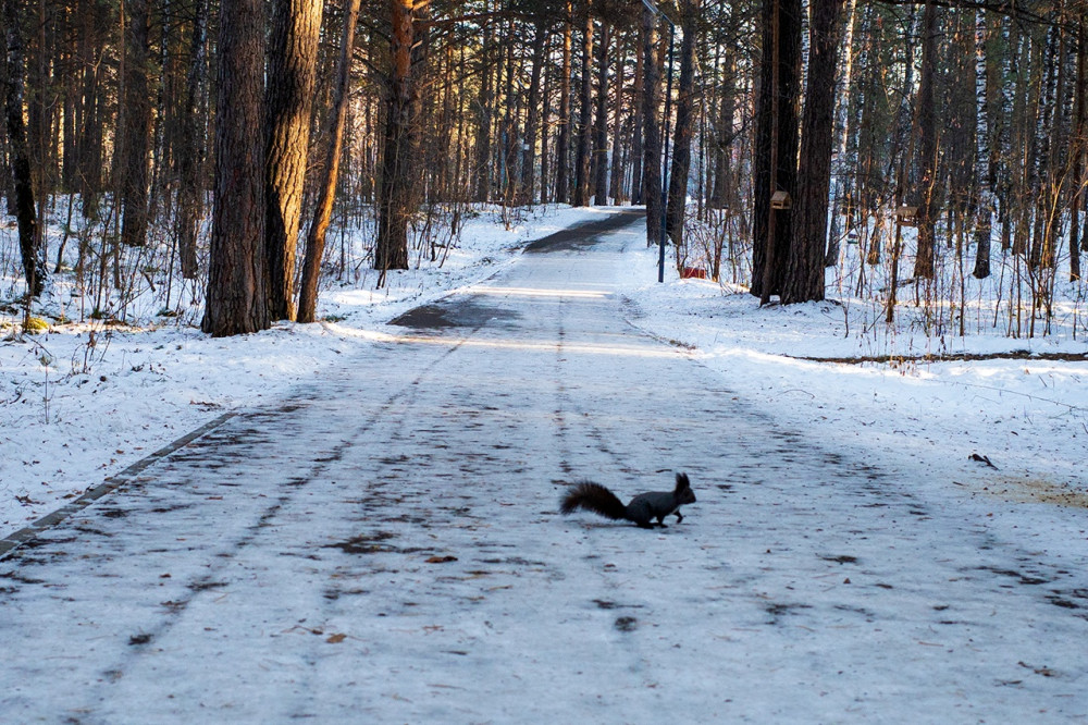 Squirrel in the park