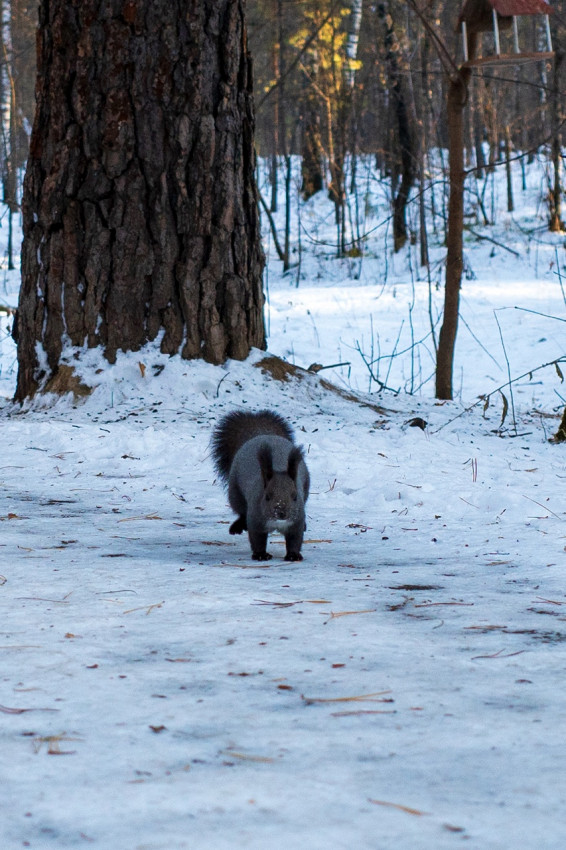 Squirrel in the park