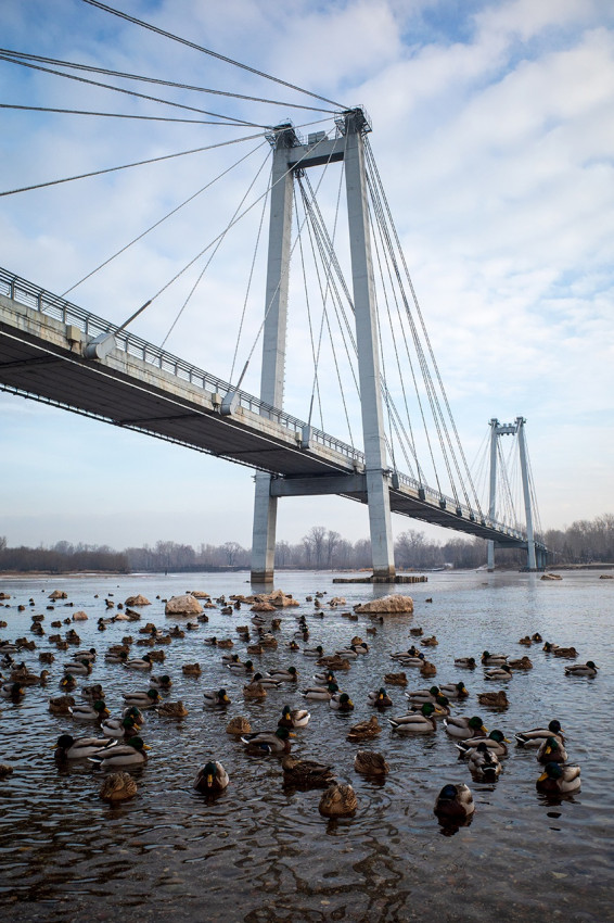 Cable-stayed or Vinogradovsky Bridge in the center of Krasnoyarsk