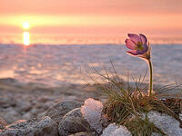 Great Lent is the Springtime of the Soul