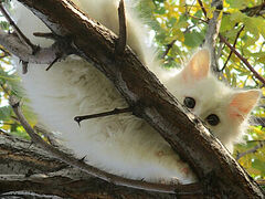 Время белого кота