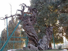 Oak of Mamre saved from arson attack at Russian monastery in Hebron