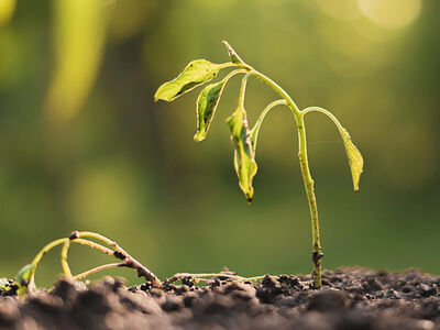 Если вера не растет, она умирает