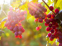 God’s Vineyard