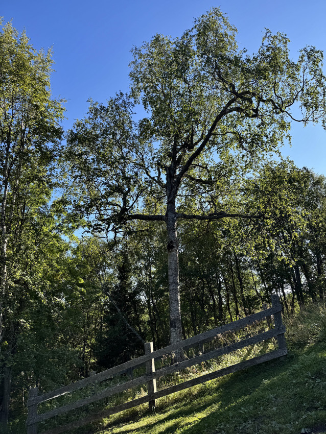 The birch tree in the form of a cross, which miraculously grew in the Gulag period, when grave crosses were prohibited
