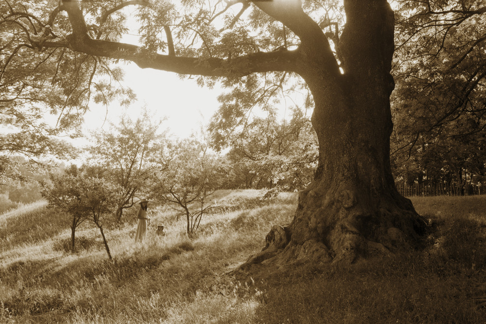 Древо мудрости. 2004 г.