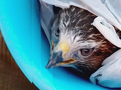 Как Бог промышляет о птицах