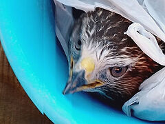 Как Бог промышляет о птицах