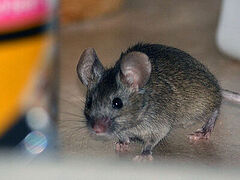 A Mouse and a Convent